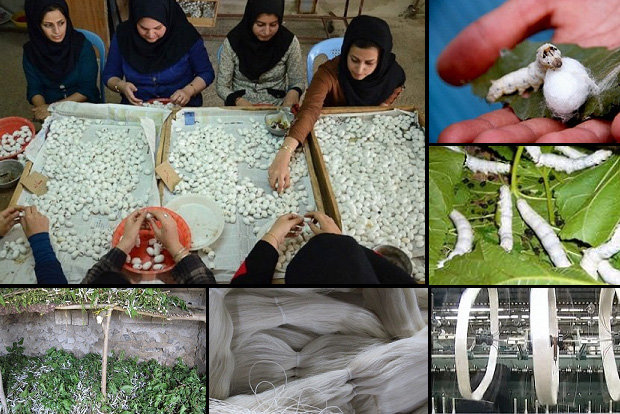 خیز بلند برای احیای صنعت ابریشم با حمایت هدفمند از هزاران خانوار روستایی